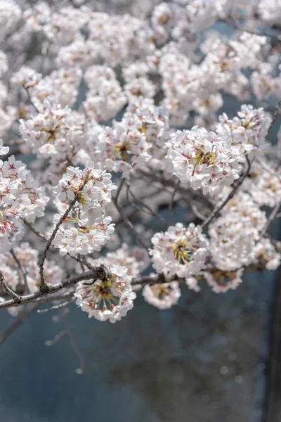 Temporada Flores Cerejeira Tóquio Rio Meguro Japão — Fotografia de Stock