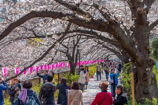 Cherry Blossom Season Tokyo Meguro River Japan — Stock Photo, Image