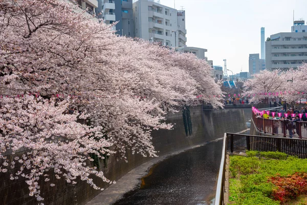 Třešní Tokiu Řeky Meguro Japonsko — Stock fotografie