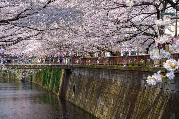 日本目黑区河东京樱花季节 — 图库照片