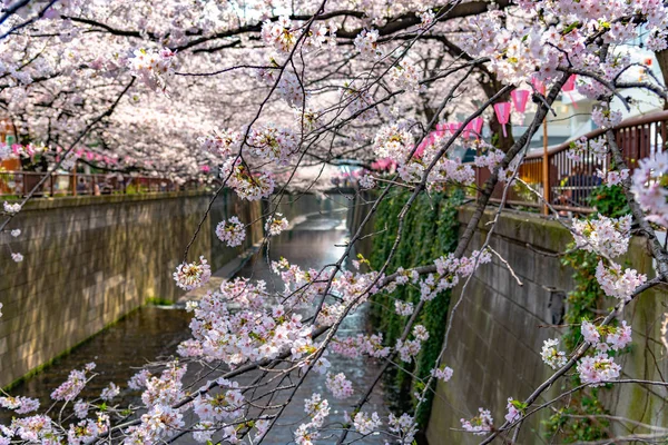 日本目黑区河东京樱花季节 — 图库照片