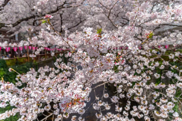 Kirschblütensaison Tokio Meguro River Japan — Stockfoto