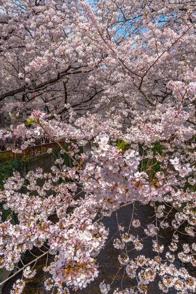 Temporada Flores Cerezo Tokio Río Meguro Japón — Foto de Stock