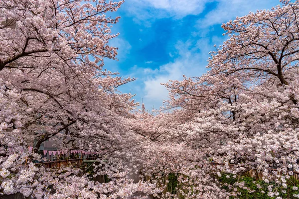 Třešní Tokiu Řeky Meguro Japonsko — Stock fotografie