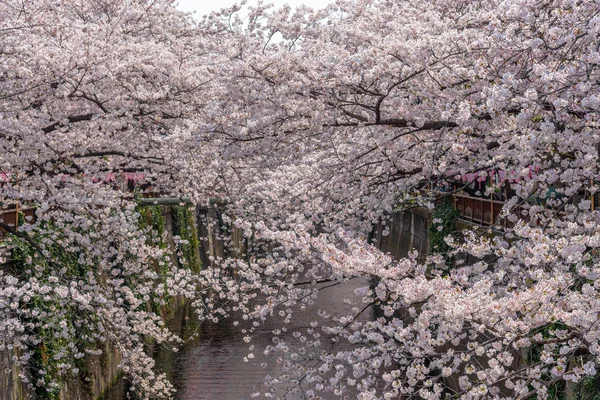 Kirschblütensaison Tokio Meguro River Japan — Stockfoto