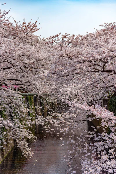 Třešní Tokiu Řeky Meguro Japonsko — Stock fotografie