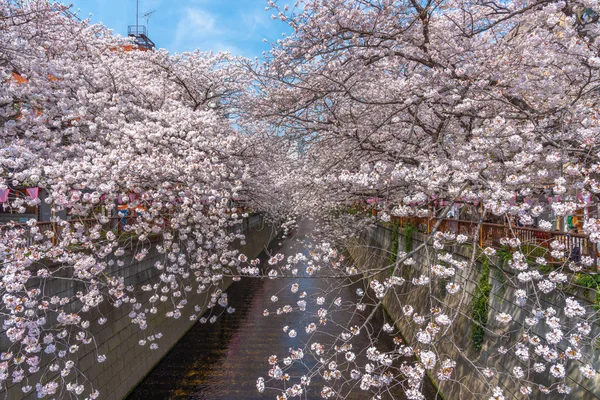 Stagione Dei Fiori Ciliegio Tokyo Meguro River Giappone — Foto Stock