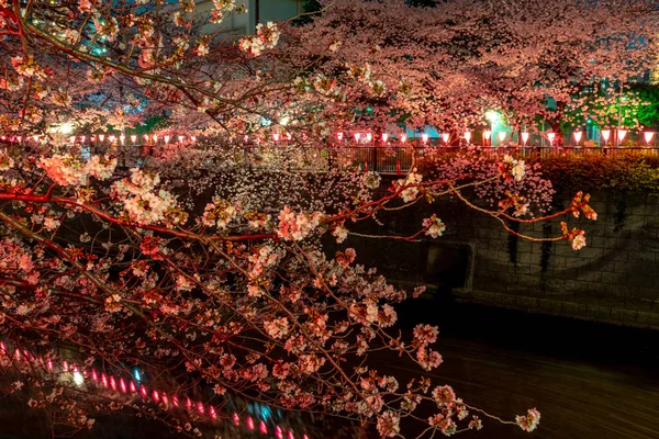 Kiraz çiçeği sezon Meguro River, Japonya Tokyo