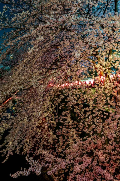 Cherry Blossom Season Tokyo Meguro River Japan — Stock Photo, Image