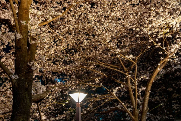 Сезон Цветения Сакуры Токио Реке Мегуро Япония — стоковое фото