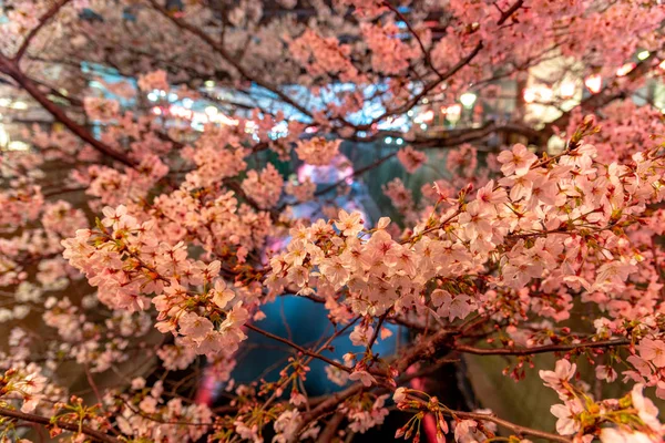 Körsbärsblom Säsongen Tokyo Meguro River Japan — Stockfoto