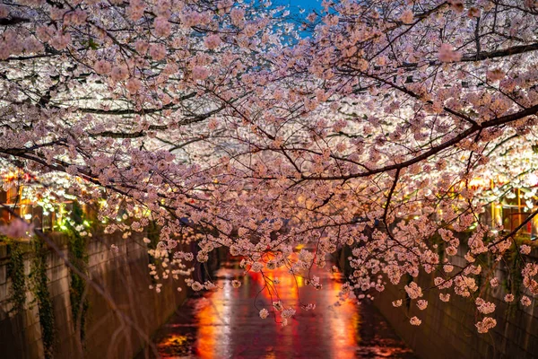 Třešní Tokiu Řeky Meguro Japonsko — Stock fotografie