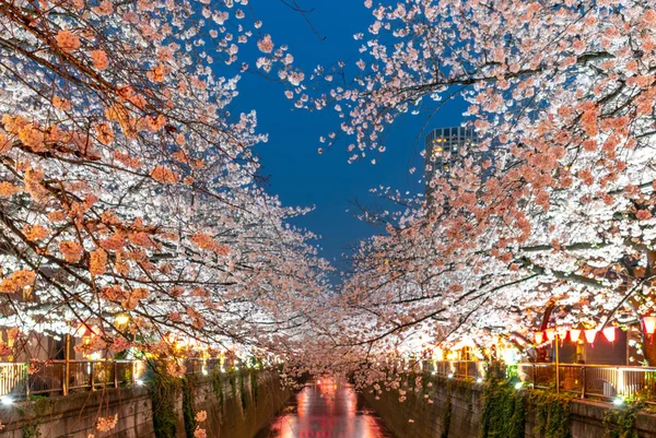 Símbolo Del Corazón Flor Cerezo Tokio Río Meguro Japón — Foto de Stock