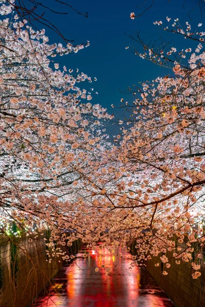 Temporada Flores Cerezo Tokio Río Meguro Japón — Foto de Stock