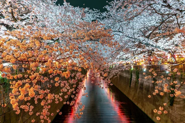 Temporada Flores Cerezo Tokio Río Meguro Japón —  Fotos de Stock