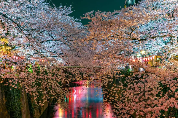 Temporada Flores Cerezo Tokio Río Meguro Japón — Foto de Stock