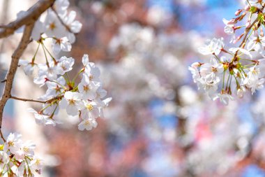 Kiraz çiçekleri Chidorigafuchi, Tokyo, Japonya çevresinde. En kuzeydeki Edo Castle şimdi Park'a adı Chidorigafuchi bir parçasıdır. Tekne insanlar ve sakura kiraz çiçeği Chidorigafuchi Park'ta tadını çıkarın.