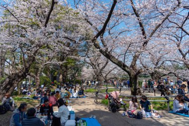 Kiraz çiçekleri Chidorigafuchi, Tokyo, Japonya çevresinde. En kuzeydeki Edo Castle şimdi Park'a adı Chidorigafuchi bir parçasıdır. Tekne insanlar ve sakura kiraz çiçeği Chidorigafuchi Park'ta tadını çıkarın.