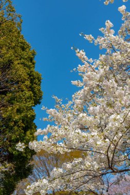 Kiraz çiçekleri Chidorigafuchi, Tokyo, Japonya çevresinde. En kuzeydeki Edo Castle şimdi Park'a adı Chidorigafuchi bir parçasıdır. Tekne insanlar ve sakura kiraz çiçeği Chidorigafuchi Park'ta tadını çıkarın.