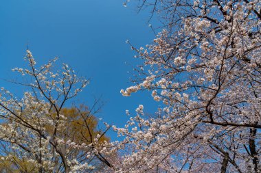 Kiraz çiçekleri Chidorigafuchi, Tokyo, Japonya çevresinde. En kuzeydeki Edo Castle şimdi Park'a adı Chidorigafuchi bir parçasıdır. Tekne insanlar ve sakura kiraz çiçeği Chidorigafuchi Park'ta tadını çıkarın.