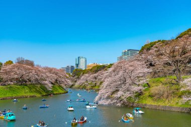 Kiraz çiçekleri Chidorigafuchi, Tokyo, Japonya çevresinde. En kuzeydeki Edo Castle şimdi Park'a adı Chidorigafuchi bir parçasıdır. Tekne insanlar ve sakura kiraz çiçeği Chidorigafuchi Park'ta tadını çıkarın.