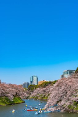 Kiraz çiçekleri Chidorigafuchi, Tokyo, Japonya çevresinde. En kuzeydeki Edo Castle şimdi Park'a adı Chidorigafuchi bir parçasıdır. Tekne insanlar ve sakura kiraz çiçeği Chidorigafuchi Park'ta tadını çıkarın.
