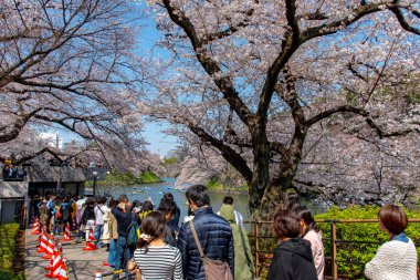 Kiraz çiçekleri Chidorigafuchi, Tokyo, Japonya çevresinde. En kuzeydeki Edo Castle şimdi Park'a adı Chidorigafuchi bir parçasıdır. Tekne insanlar ve sakura kiraz çiçeği Chidorigafuchi Park'ta tadını çıkarın.