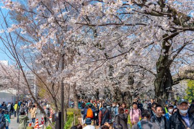Kiraz çiçekleri Chidorigafuchi, Tokyo, Japonya çevresinde. En kuzeydeki Edo Castle şimdi Park'a adı Chidorigafuchi bir parçasıdır. Tekne insanlar ve sakura kiraz çiçeği Chidorigafuchi Park'ta tadını çıkarın.