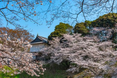 Kiraz çiçekleri Chidorigafuchi, Tokyo, Japonya çevresinde. En kuzeydeki Edo Castle şimdi Park'a adı Chidorigafuchi bir parçasıdır. Tekne insanlar ve sakura kiraz çiçeği Chidorigafuchi Park'ta tadını çıkarın.