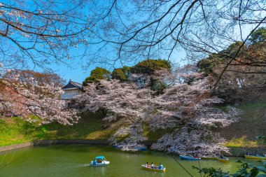 Kiraz çiçekleri Chidorigafuchi, Tokyo, Japonya çevresinde. En kuzeydeki Edo Castle şimdi Park'a adı Chidorigafuchi bir parçasıdır. Tekne insanlar ve sakura kiraz çiçeği Chidorigafuchi Park'ta tadını çıkarın.