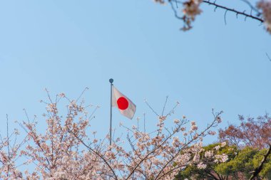 Japonya bayrağı ile kiraz çiçekleri, Tokyo, Japonya.