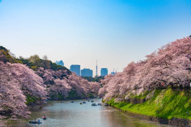 Kiraz çiçekleri Chidorigafuchi, Tokyo, Japonya çevresinde. En kuzeydeki Edo Castle şimdi Park'a adı Chidorigafuchi bir parçasıdır. Tekne insanlar ve sakura kiraz çiçeği Chidorigafuchi Park'ta tadını çıkarın.