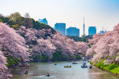 Kiraz çiçekleri Chidorigafuchi, Tokyo, Japonya çevresinde. En kuzeydeki Edo Castle şimdi Park'a adı Chidorigafuchi bir parçasıdır. Tekne insanlar ve sakura kiraz çiçeği Chidorigafuchi Park'ta tadını çıkarın.