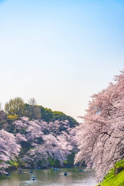 Kiraz çiçekleri Chidorigafuchi, Tokyo, Japonya çevresinde. En kuzeydeki Edo Castle şimdi Park'a adı Chidorigafuchi bir parçasıdır. Tekne insanlar ve sakura kiraz çiçeği Chidorigafuchi Park'ta tadını çıkarın.