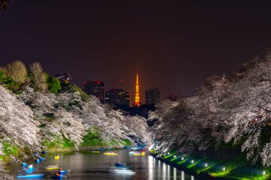 Kiraz çiçekleri Chidorigafuchi, Tokyo, Japonya çevresinde. En kuzeydeki Edo Castle şimdi Park'a adı Chidorigafuchi bir parçasıdır. Tekne insanlar ve sakura kiraz çiçeği Chidorigafuchi Park'ta tadını çıkarın.