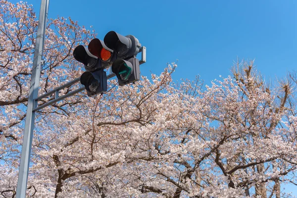 Semaforo Semaforo Giallo Con Fiori Ciliegio Tokyo Giappone — Foto Stock