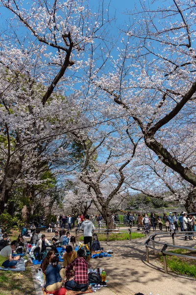 Kiraz çiçekleri Chidorigafuchi, Tokyo, Japonya çevresinde. En kuzeydeki Edo Castle şimdi Park'a adı Chidorigafuchi bir parçasıdır. Tekne insanlar ve sakura kiraz çiçeği Chidorigafuchi Park'ta tadını çıkarın.