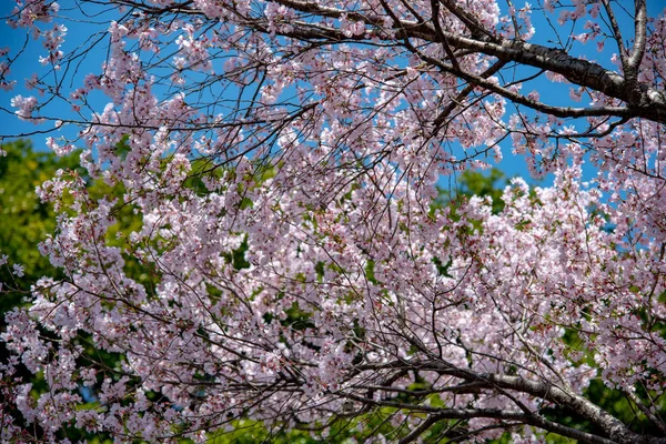 Flores Cerezo Alrededor Chidorigafuchi Tokio Japón Parte Más Septentrional Del — Foto de Stock