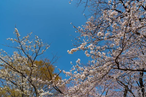 Flores Cerezo Alrededor Chidorigafuchi Tokio Japón Parte Más Septentrional Del — Foto de Stock