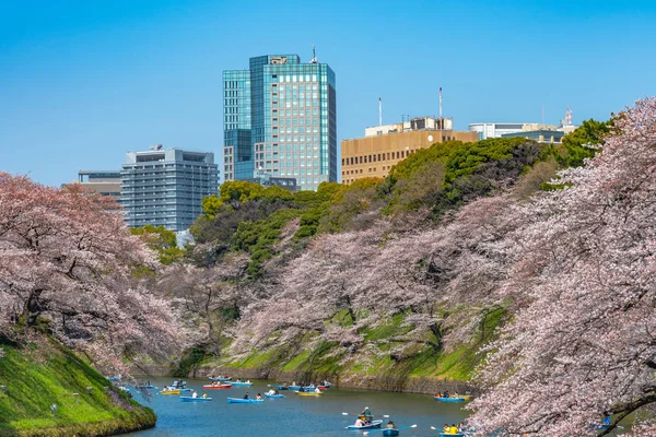 Třešňové Květy Kolem Blízkosti Chidorigafuchi Tokio Japonsko Nejsevernější Část Hradu — Stock fotografie