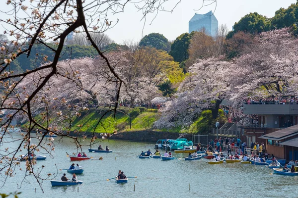 Cherry Blossoms Chidorigafuchi Tokyo Japan Northernmost Part Edo Castle Now — Stock Photo, Image