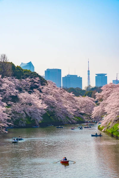 Třešňové Květy Kolem Blízkosti Chidorigafuchi Tokio Japonsko Nejsevernější Část Hradu — Stock fotografie