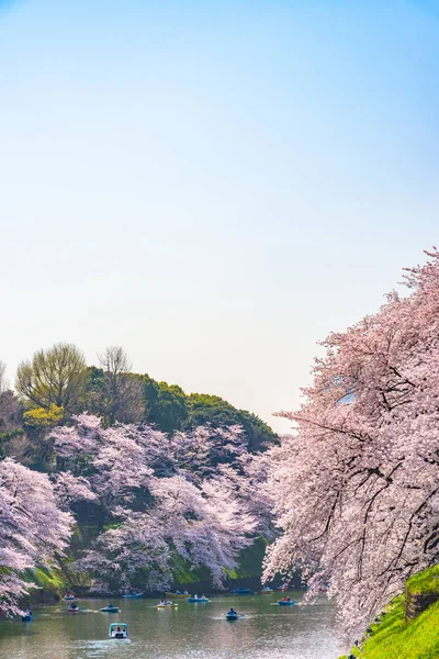 東京千鳥ヶ淵周辺の桜の花 江戸城の最北の部分は今は公園名千鳥ヶ淵公園です ボートの人々 千鳥ヶ淵公園の桜の花でお楽しみください — ストック写真