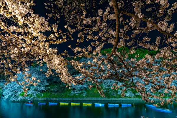 Flores Cerezo Alrededor Chidorigafuchi Tokio Japón Parte Más Septentrional Del —  Fotos de Stock