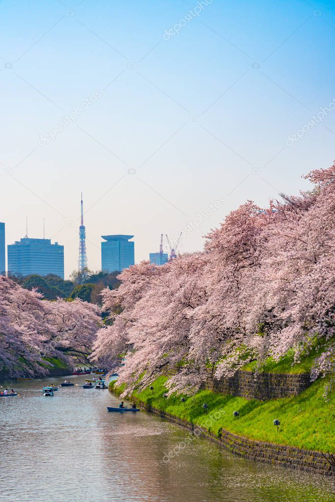 Cherry blossoms around Chidorigafuchi, Tokyo, Japan. The northernmost part of Edo Castle is now a park name Chidorigafuchi Park. People boating and enjoy at sakura cherry blossom at Chidorigafuchi Park.