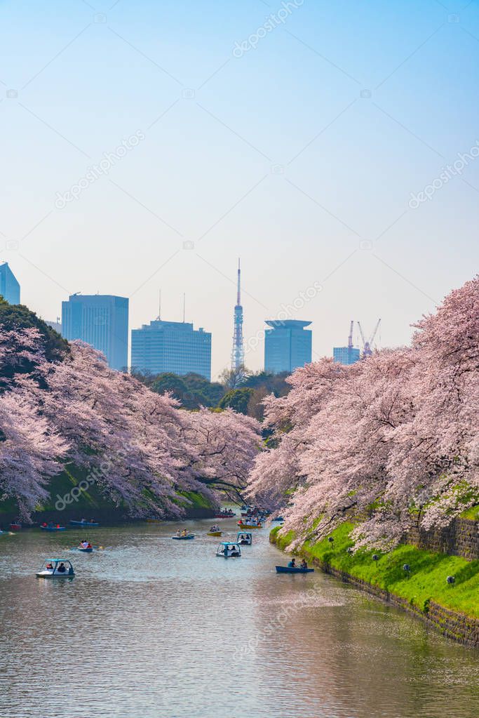 Cherry blossoms around Chidorigafuchi, Tokyo, Japan. The northernmost part of Edo Castle is now a park name Chidorigafuchi Park. People boating and enjoy at sakura cherry blossom at Chidorigafuchi Park.