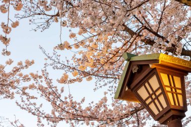 Yasukuni Tapınak, Tokyo, Japonya, kiraz çiçeği. ünlü turistik Tokyo, Japonya'da spot. Yasukuni tapınak Sakura Festivali için ilâ 300 bin kişi tarafından ziyaret edilmiştir.