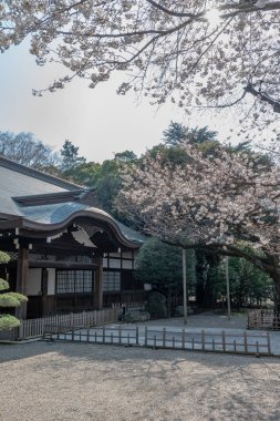 Yasukuni Tapınak, Tokyo, Japonya, kiraz çiçeği. ünlü turistik Tokyo, Japonya'da spot. Yasukuni tapınak Sakura Festivali için ilâ 300 bin kişi tarafından ziyaret edilmiştir.