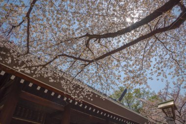 Yasukuni Tapınak, Tokyo, Japonya, kiraz çiçeği. ünlü turistik Tokyo, Japonya'da spot. Yasukuni tapınak Sakura Festivali için ilâ 300 bin kişi tarafından ziyaret edilmiştir.