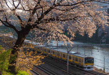 Sotobori Park boyunca dış hendek, Jr Chuo satırlı, Sobu-Line Yotsuya İstasyonu Iidabashi istasyonundan izleyen ünlü kiraz çiçekleri spot olduğunu.